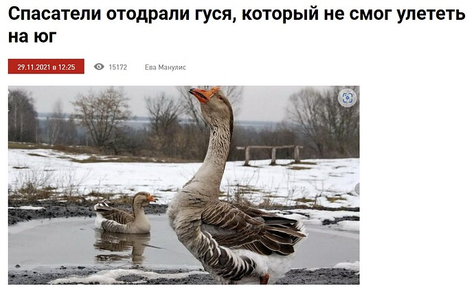 Гусь.jpg